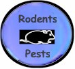 blacklights-for-rodents-and-pests